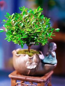 小叶赤楠冬天怎么浇水 冬季如何给小叶赤楠浇水