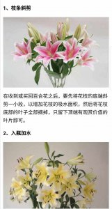 香水百合冬天怎么浇水 冬季百合如何正确浇水