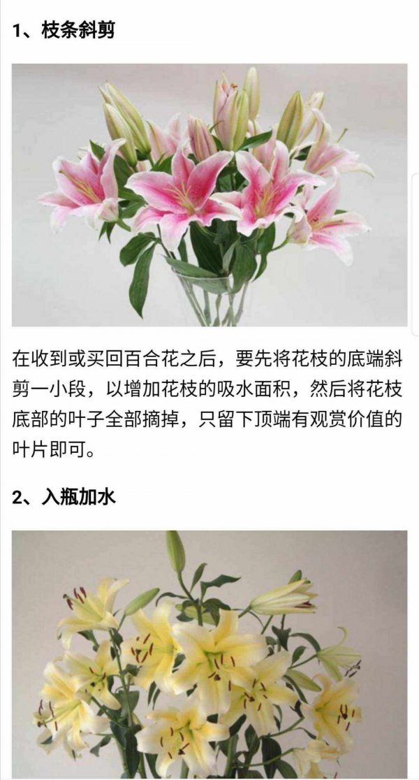 香水百合冬天怎么浇水