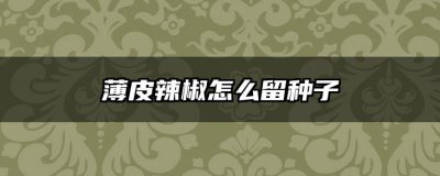 薄皮辣椒怎么留种子 辣椒种子如何保存