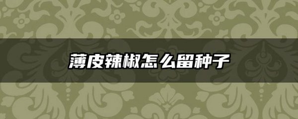 薄皮辣椒怎么留种子