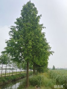 水杉种植条件与生长环境 水杉的种植条件和生长环境