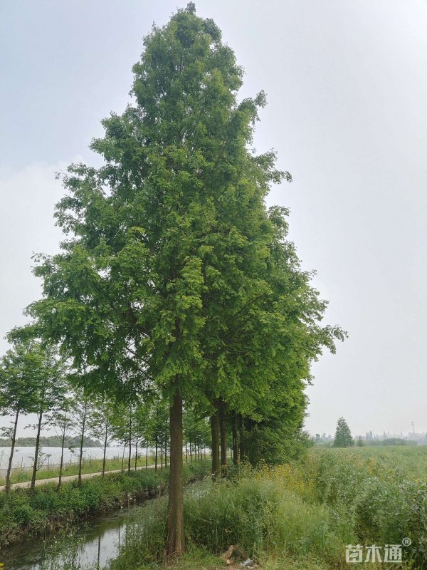 水杉种植条件与生长环境