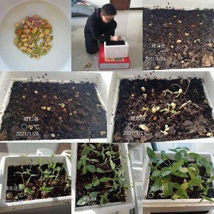 豆角怎么留种子 怎样保存豆角的种子
豆角如何保留种子