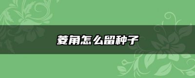菱角怎么留种子 如何使菱角结出种子