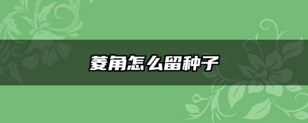 菱角怎么留种子