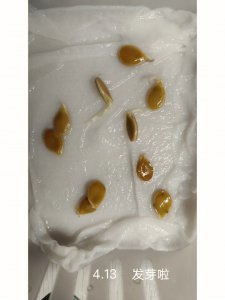 贝贝南瓜怎么留种子 如何保存贝贝南瓜的种子？