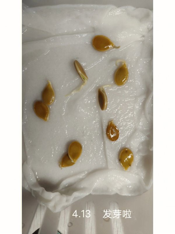 贝贝南瓜怎么留种子