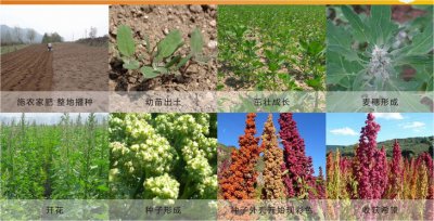 藜麦种植条件 种植藜麦的生长环境