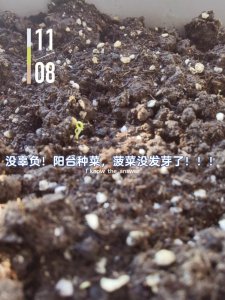 菠菜怎么留种子 怎样保存菠菜种子
菠菜如何保存种子