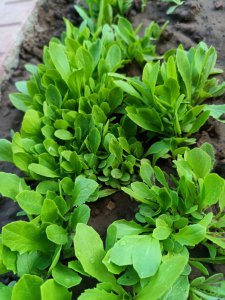 麦菜的生长周期是多长时间 麦菜需要多长时间才能生长成熟？