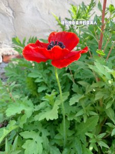 虞美人多久浇一次水 虞美人需定期浇水