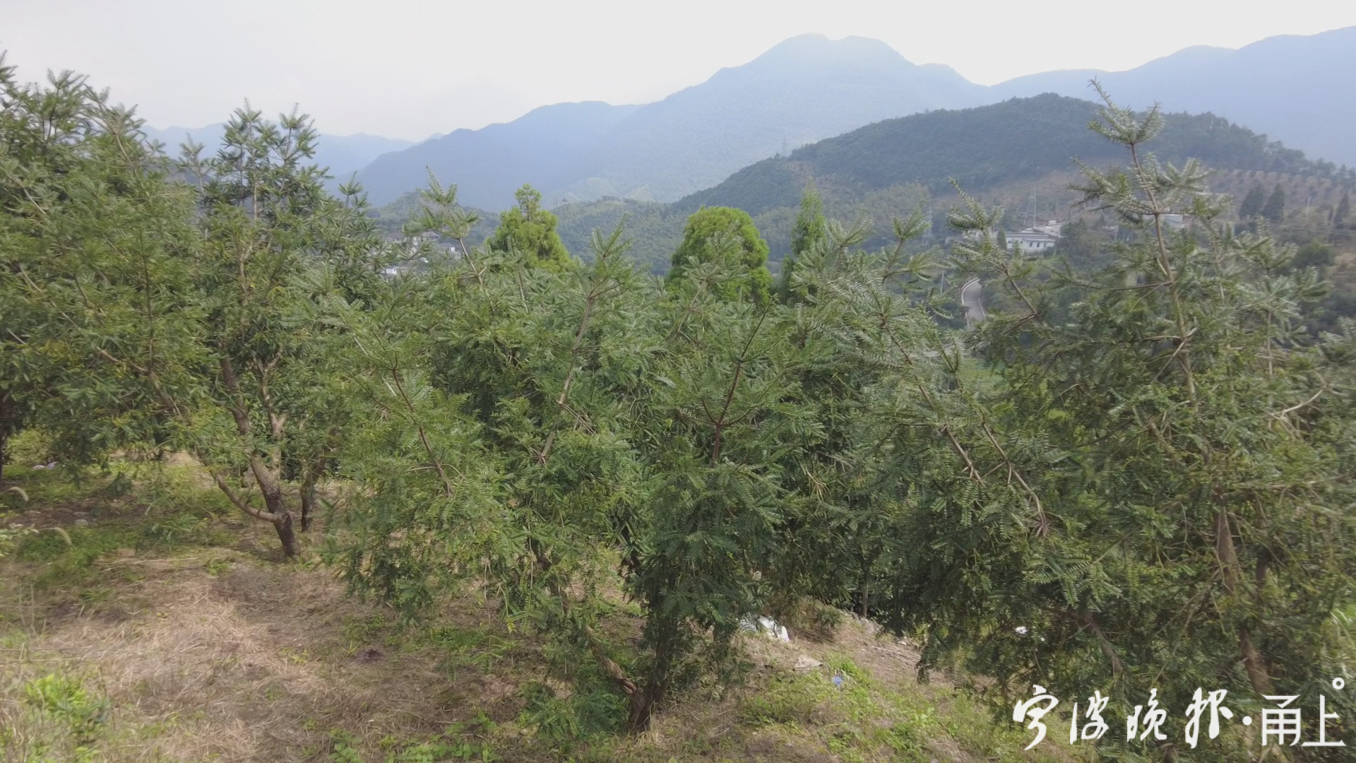 香榧树种植条件