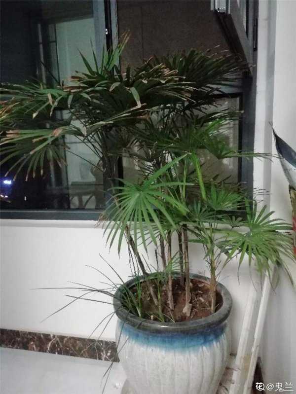 棕竹多久浇一次水