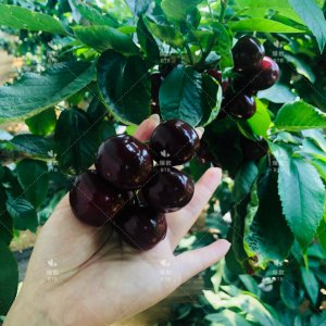 黑珍珠樱桃种植条件和区域 种植黑珍珠樱桃的条件和种植区域