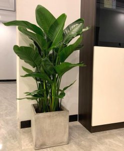 天堂鸟适合什么土种植 天堂鸟适合种植在哪种土壤？