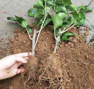 三角梅适合什么土种植 三角梅适合种植在何种土壤？