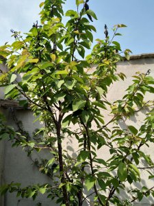 ?；ㄊ鞫嗑媒揭淮嗡?樱花树需定期浇水吗？