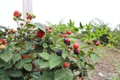 覆盆子种植条件 栽培覆盆子的要求

栽培覆盆子的条件