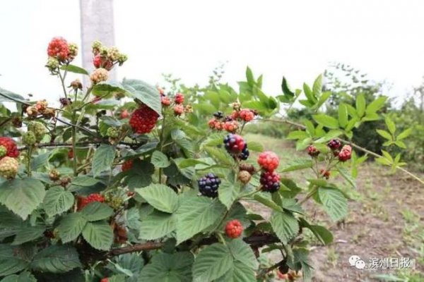 覆盆子种植条件