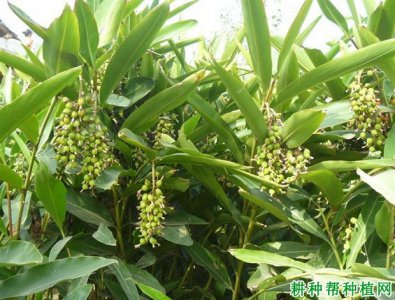 砂仁的生长周期是多长时间 砂仁需要多久才能生长？
