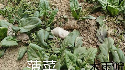 菠菜多久浇一次水 菠菜需定期浇水