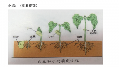 白萝卜种子怎么来的 白萝卜是如何生长的？