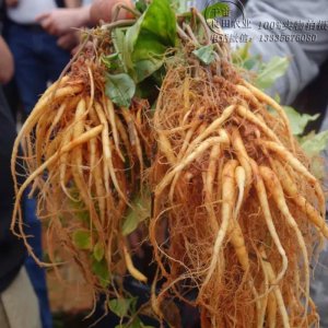太子参的种植条件 种植太子参的条件