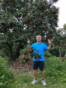 荔枝树几年结果实 荔枝树多久能结果实？