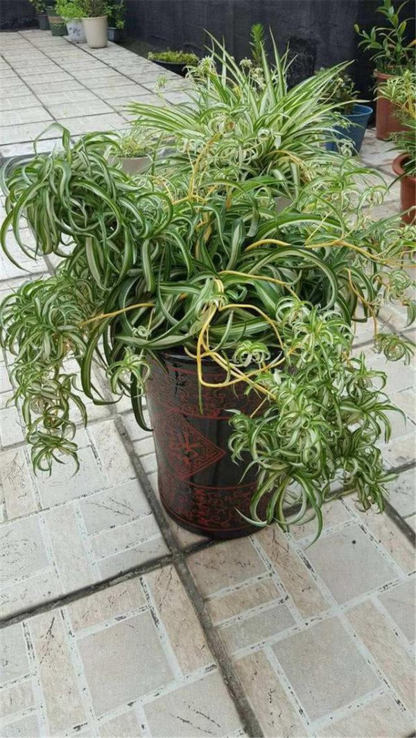 吊兰适合什么土种植
