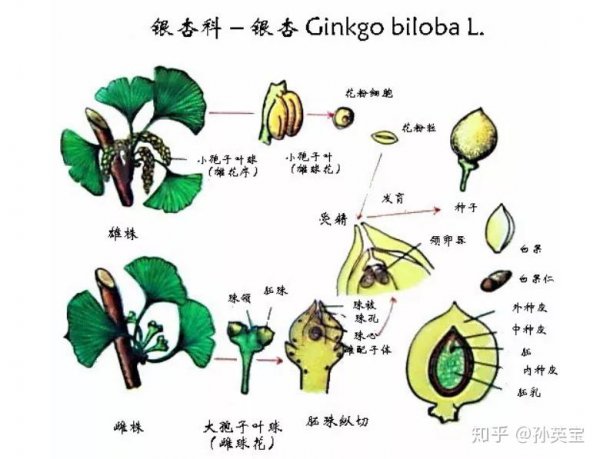 银杏种植条件和区域
