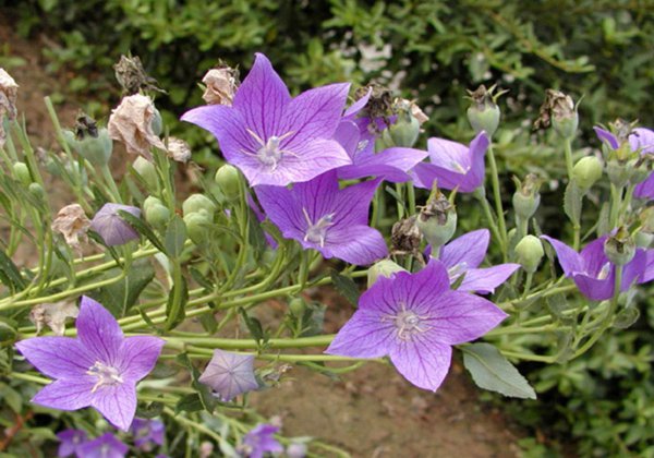 桔梗种植条件
