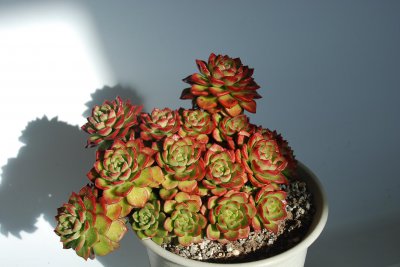 蒂亚多久浇一次水 每隔多久浇一次水
定期浇水的频率
