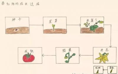 柿子树的种植条件 柿子树的种植要求
柿子树的生长条件