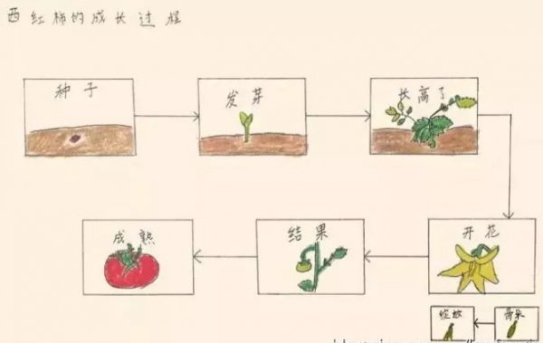 柿子树的种植条件