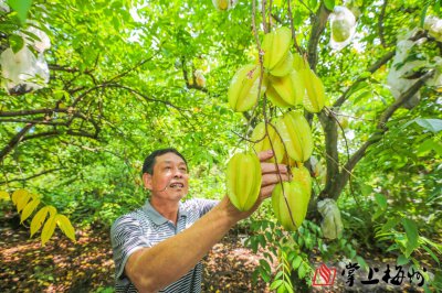 杨桃种植条件 适合杨桃生长的环境条件