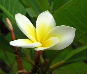 鸡蛋花多久浇一次水 多久给鸡蛋花浇水？
