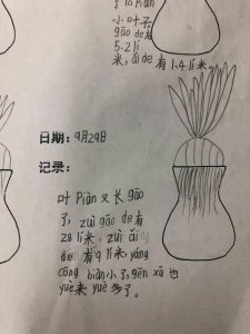 小葱的生长周期是多长时间 小葱需要多久才能生长成熟？