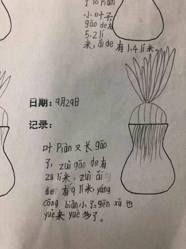 小葱的生长周期是多长时间