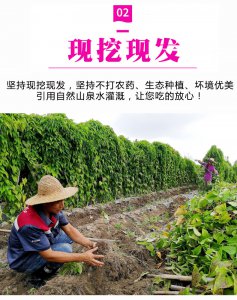 紫山药的种植条件 种植紫山药的条件