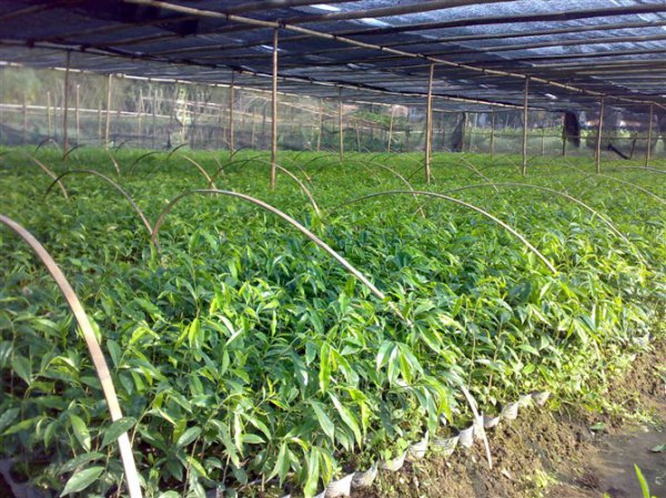 沉香种子播种方法