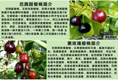 巴西樱桃种植条件和区域 巴西樱桃适宜生长的环境和地域