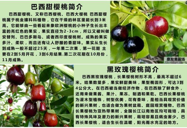 巴西樱桃种植条件和区域