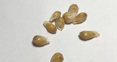 橘子种子播种方法 播种橘子种子的方法
种植橘子种子的步骤
