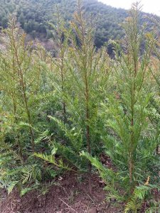 红豆杉种植条件 种植红豆杉的条件
红豆杉适宜生长的条件