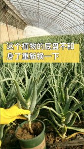 芦荟适合什么土种植 适合芦荟生长的土壤类型