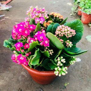 长寿花适合什么土种植 长寿花适合何种土壤种植