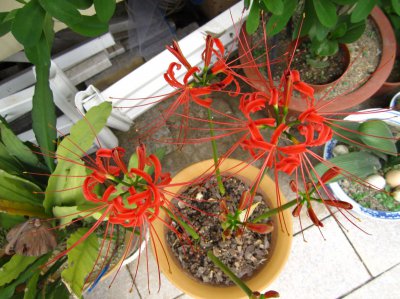 彼岸花多久浇一次水 彼岸花需多久浇水一次？