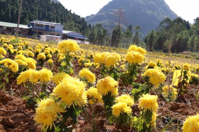 皇菊种植条件 以皇菊种植条件

皇菊种植要点