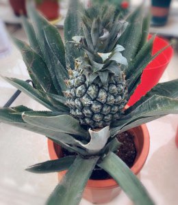 凤梨多久浇一次水 凤梨需定期浇水吗？